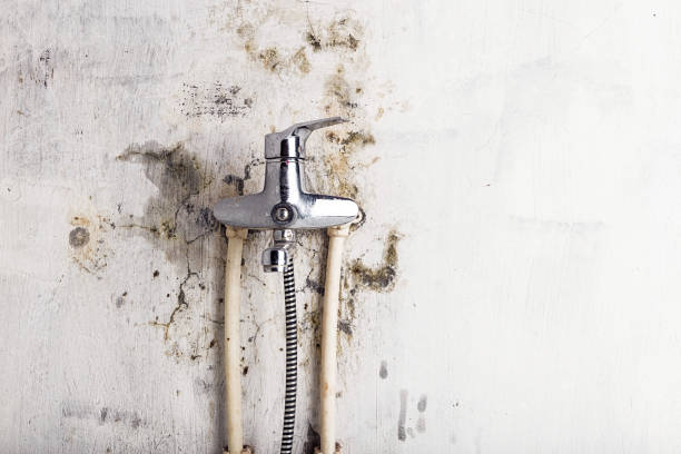 Best Commercial Mold Removal  in Lake Stevens, WA