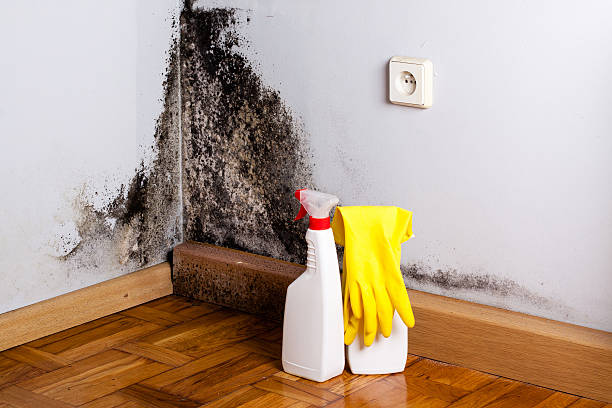 Best Mold Damage Repair  in Lake Stevens, WA